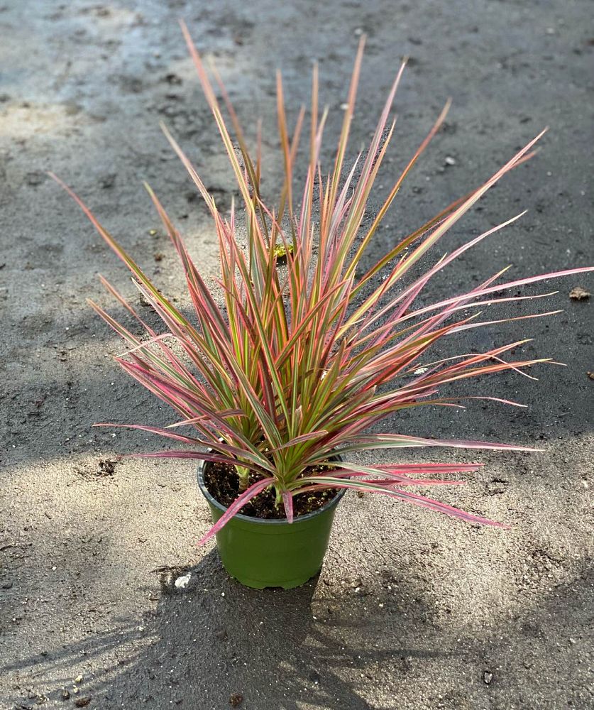 dracaena-marginata-colorama-madagascar-dragon-tree