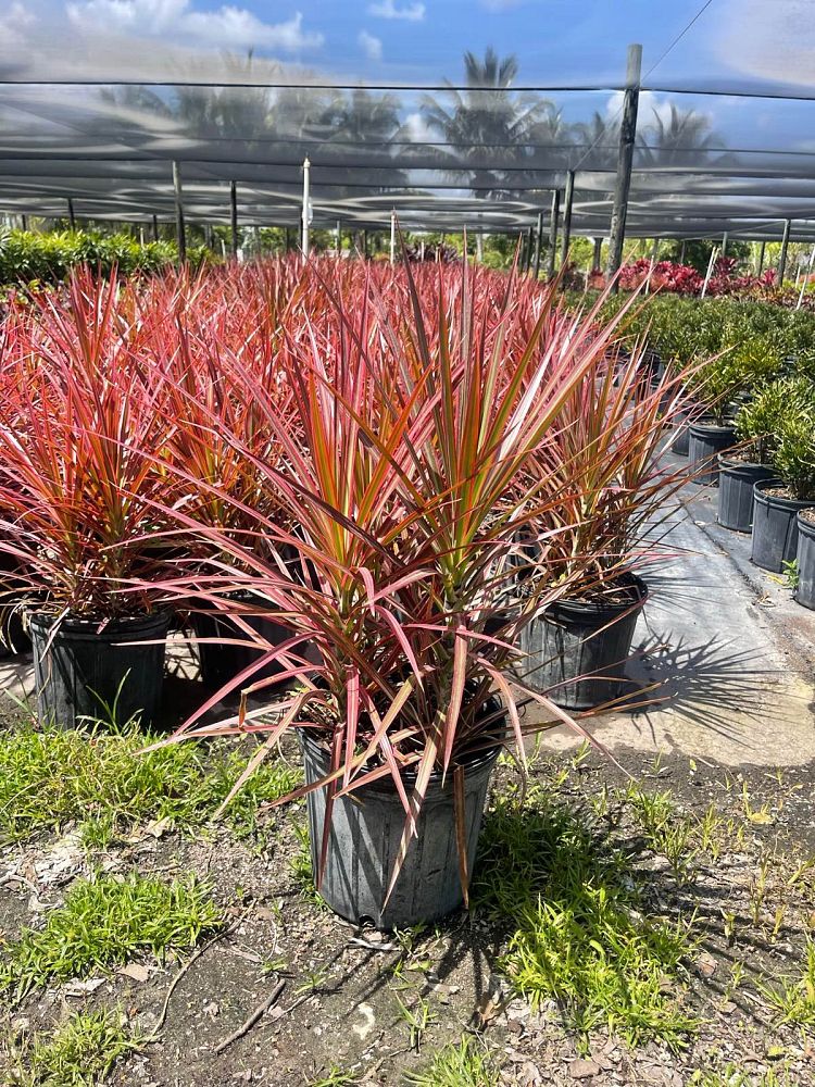 dracaena-marginata-colorama-madagascar-dragon-tree