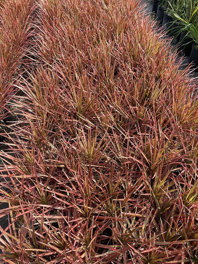 dracaena-marginata-colorama-madagascar-dragon-tree
