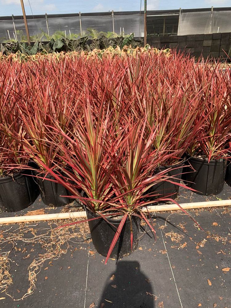dracaena-marginata-colorama-madagascar-dragon-tree