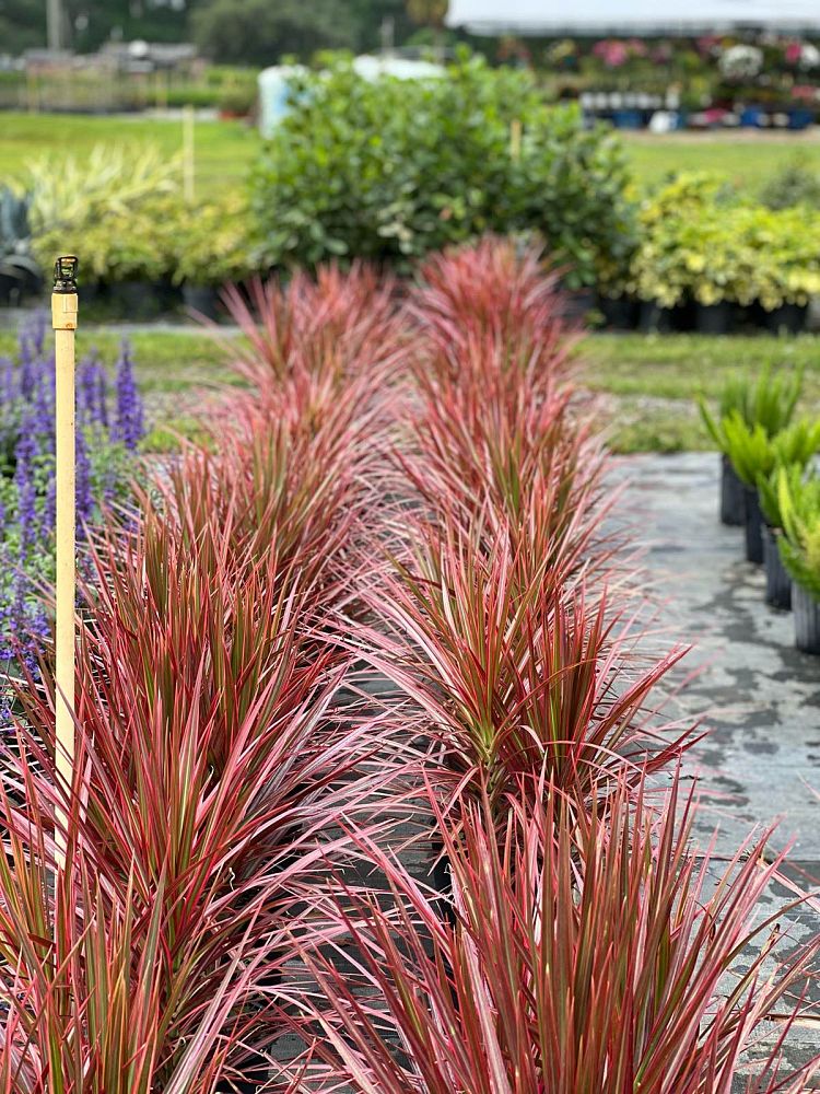 dracaena-marginata-colorama-madagascar-dragon-tree