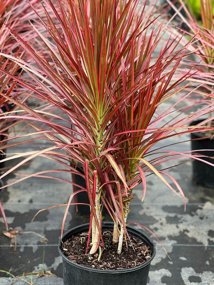 dracaena-marginata-colorama-madagascar-dragon-tree