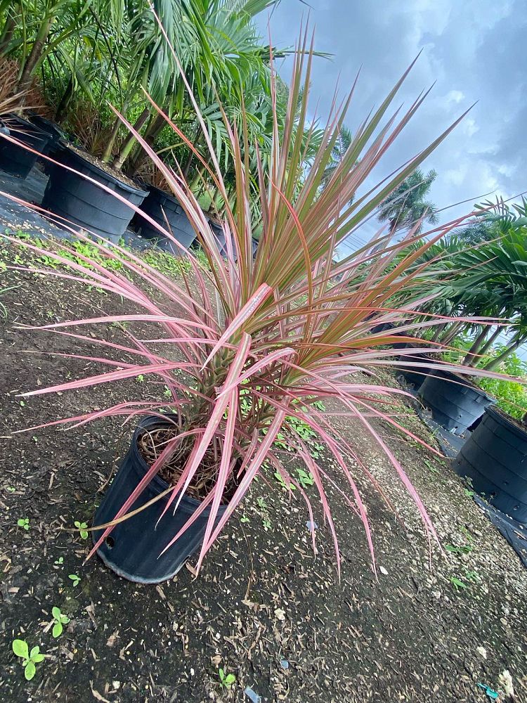 dracaena-marginata-colorama-madagascar-dragon-tree