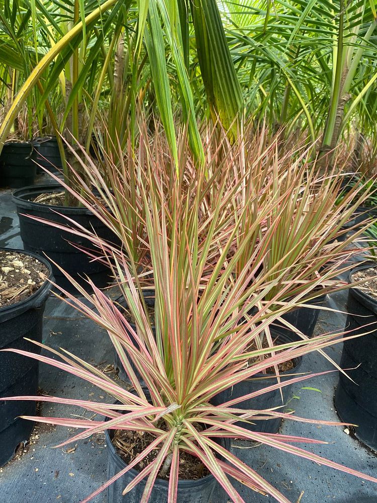 dracaena-marginata-colorama-madagascar-dragon-tree