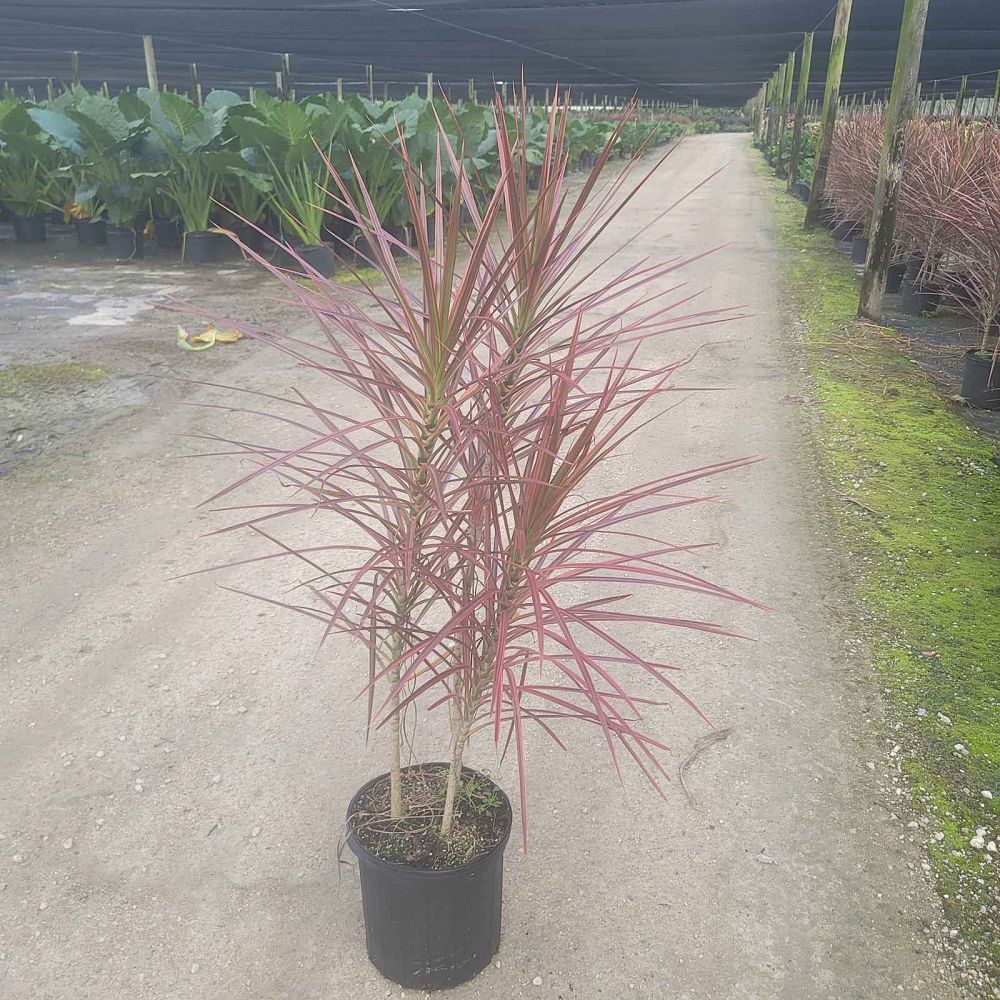 dracaena-marginata-colorama-madagascar-dragon-tree