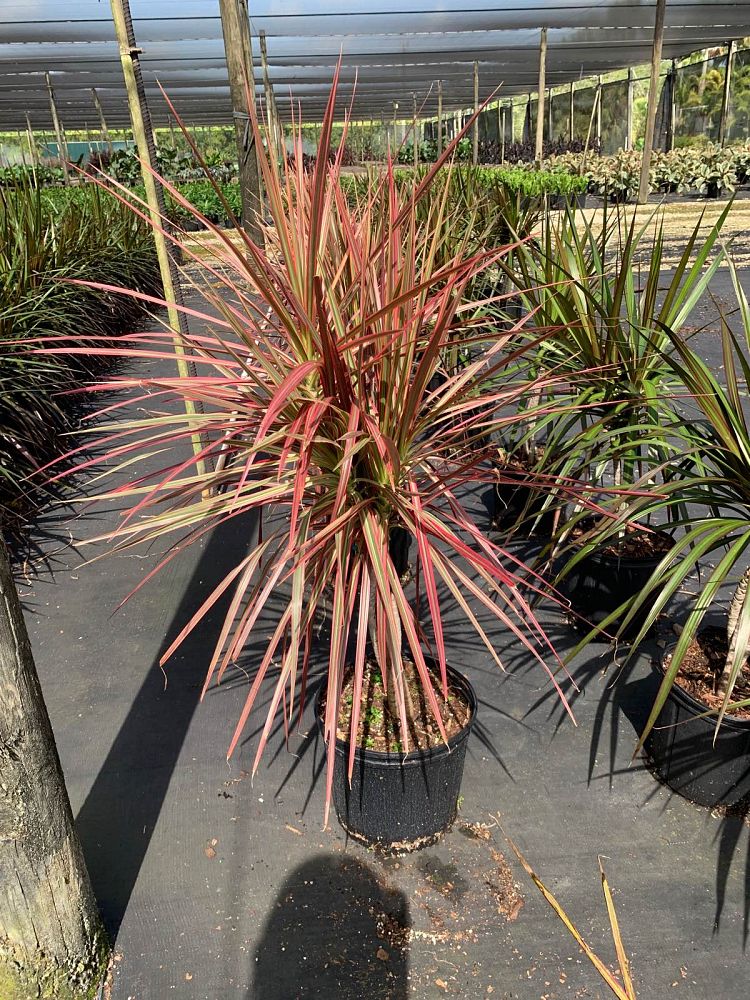 dracaena-marginata-colorama-madagascar-dragon-tree