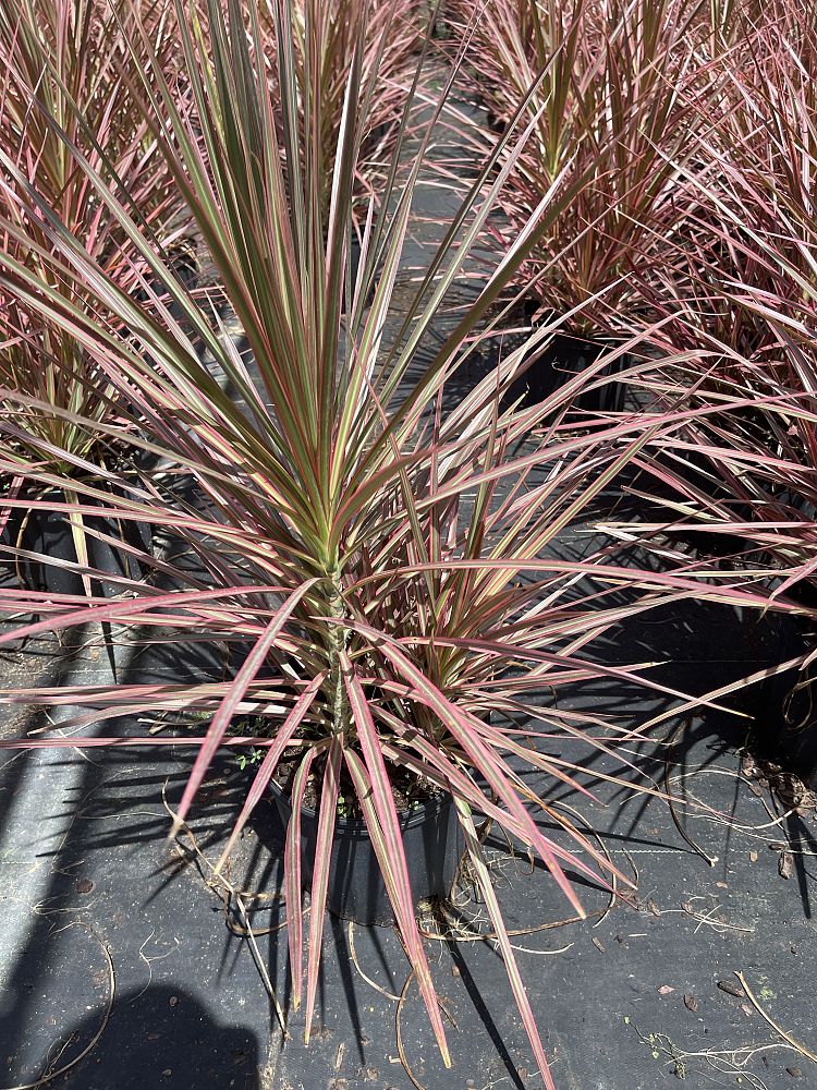 dracaena-marginata-colorama-madagascar-dragon-tree