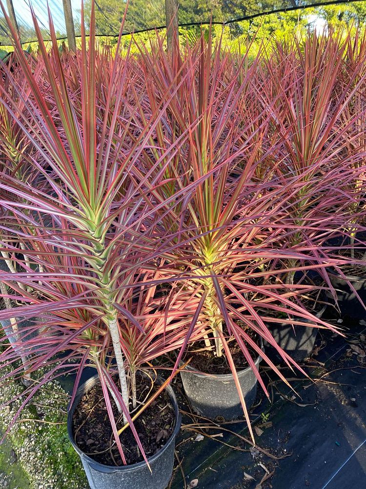 dracaena-marginata-colorama-madagascar-dragon-tree