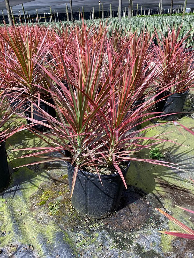 dracaena-marginata-colorama-madagascar-dragon-tree