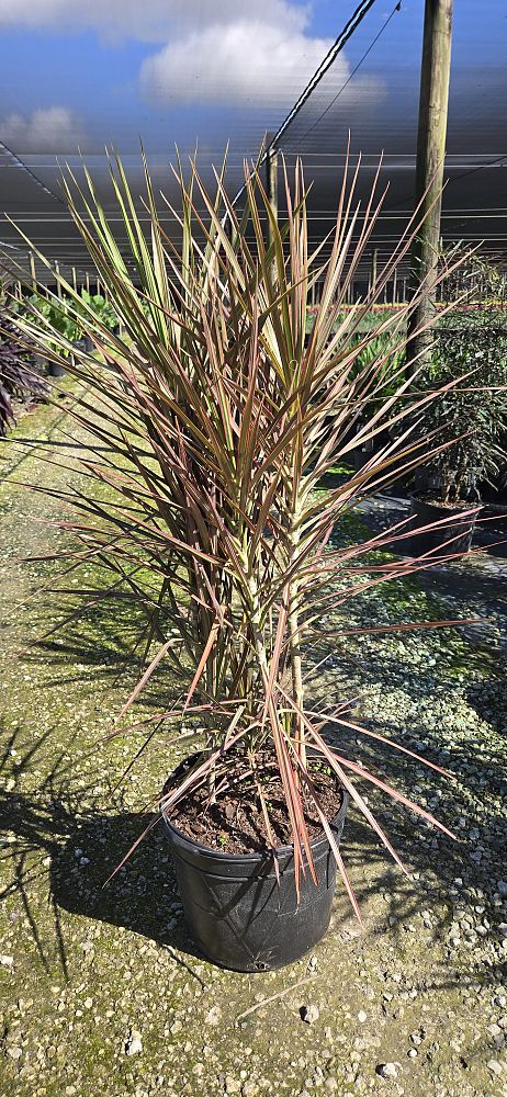 dracaena-marginata-colorama-madagascar-dragon-tree