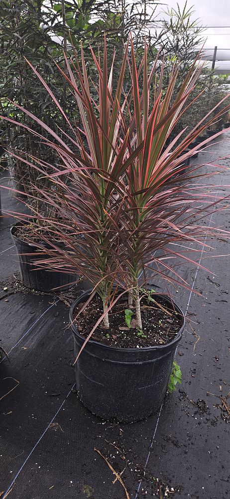 dracaena-marginata-colorama-madagascar-dragon-tree