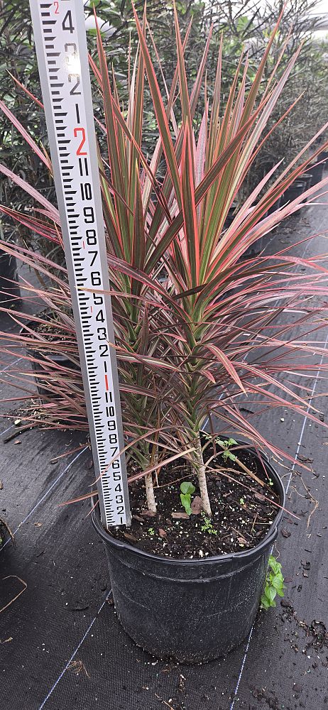 dracaena-marginata-colorama-madagascar-dragon-tree