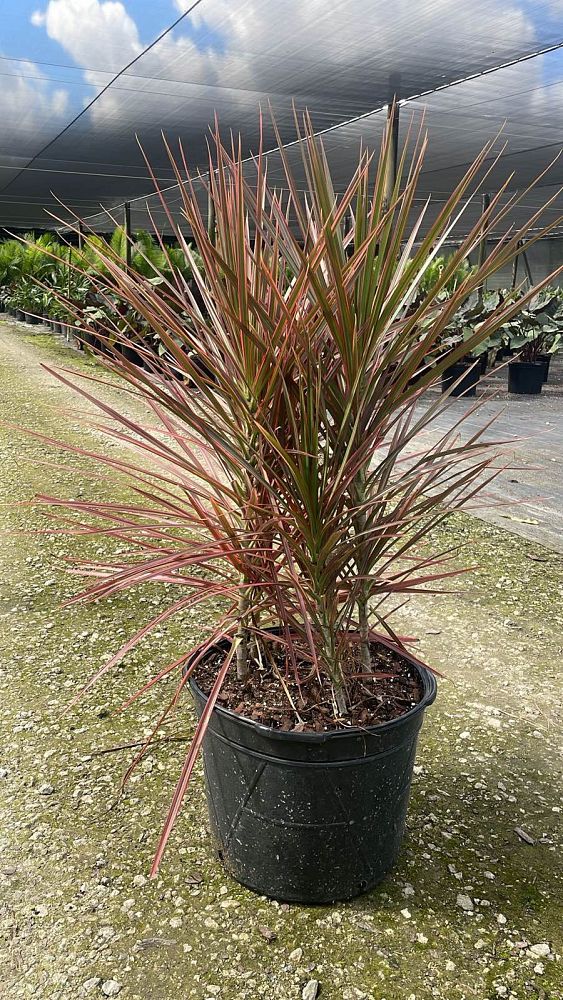 dracaena-marginata-colorama-madagascar-dragon-tree