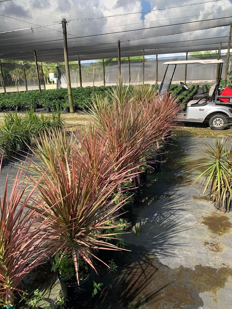 dracaena-marginata-colorama-madagascar-dragon-tree