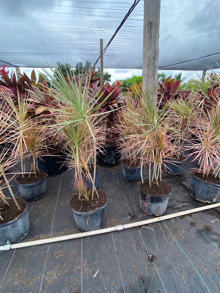 dracaena-marginata-colorama-madagascar-dragon-tree