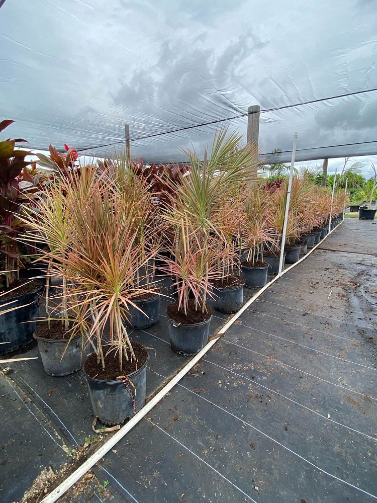 dracaena-marginata-colorama-madagascar-dragon-tree