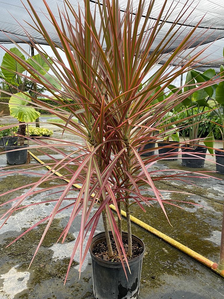 dracaena-marginata-colorama-madagascar-dragon-tree
