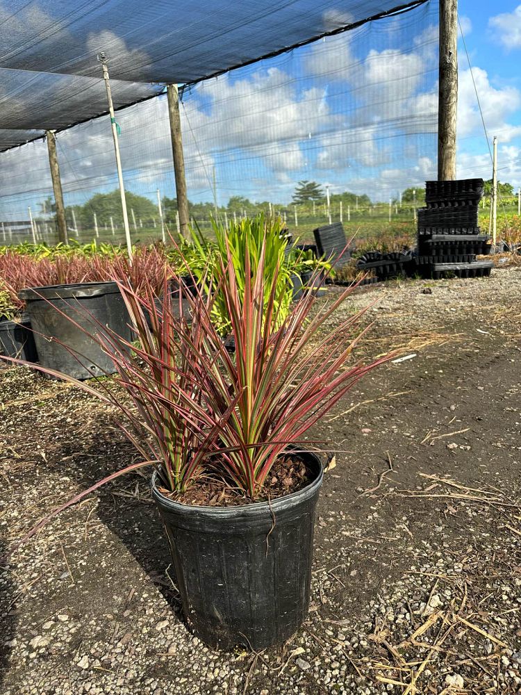 dracaena-marginata-colorama-madagascar-dragon-tree
