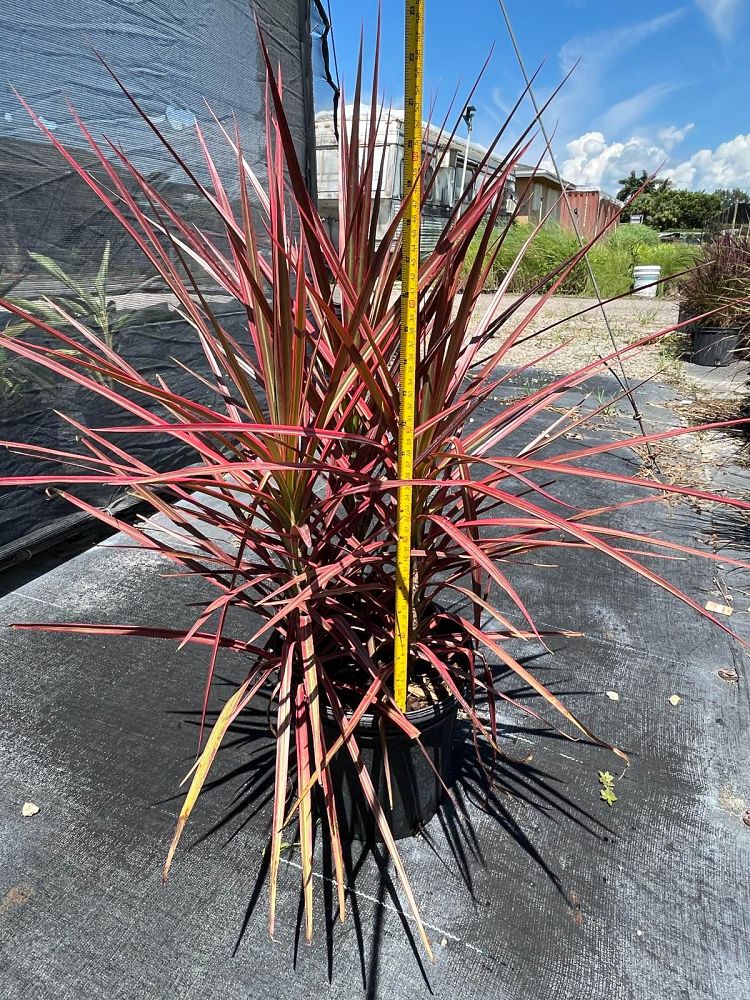 dracaena-marginata-colorama-madagascar-dragon-tree