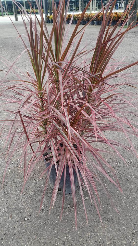 dracaena-marginata-colorama-madagascar-dragon-tree