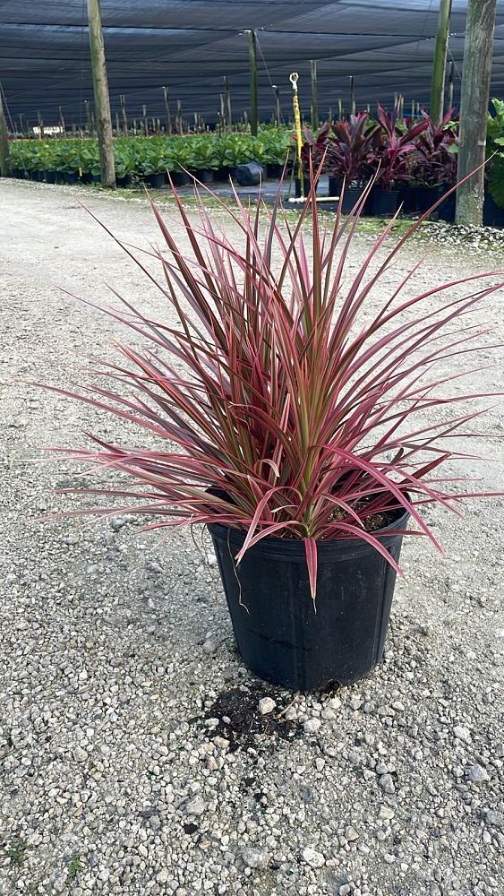 dracaena-marginata-colorama-madagascar-dragon-tree