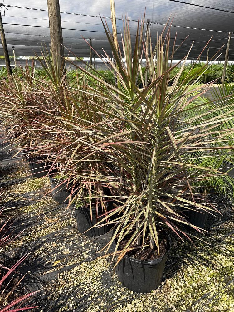 dracaena-marginata-colorama-madagascar-dragon-tree
