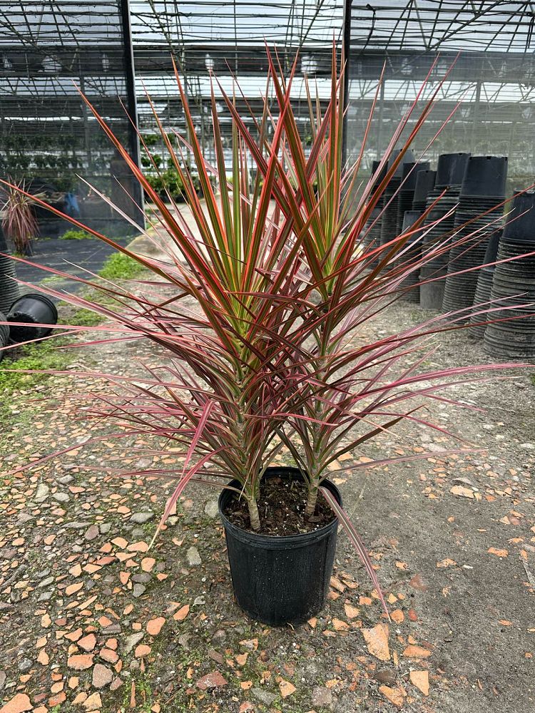 dracaena-marginata-colorama-madagascar-dragon-tree