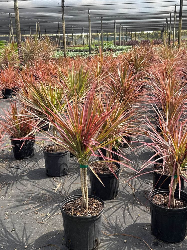 dracaena-marginata-colorama-madagascar-dragon-tree