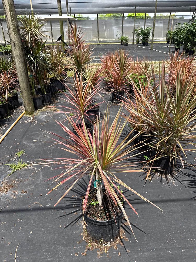 dracaena-marginata-colorama-madagascar-dragon-tree