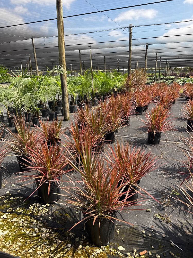 dracaena-marginata-colorama-madagascar-dragon-tree