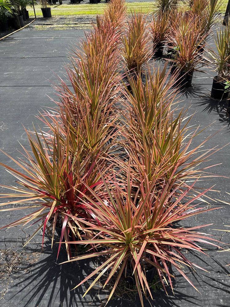dracaena-marginata-colorama-madagascar-dragon-tree