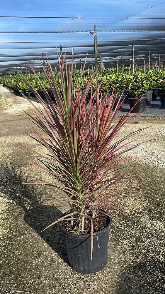 dracaena-marginata-colorama-madagascar-dragon-tree