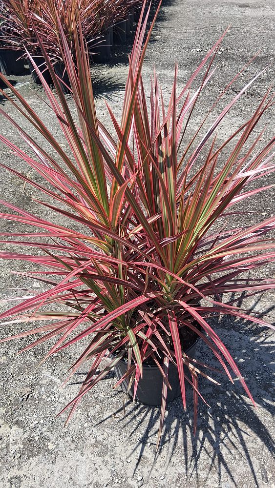 dracaena-marginata-colorama-madagascar-dragon-tree