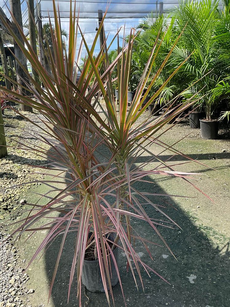 dracaena-marginata-colorama-madagascar-dragon-tree