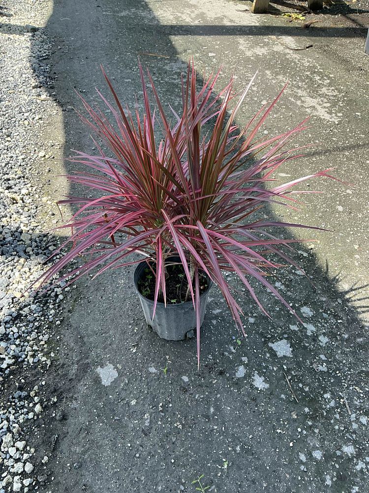 dracaena-marginata-colorama-madagascar-dragon-tree