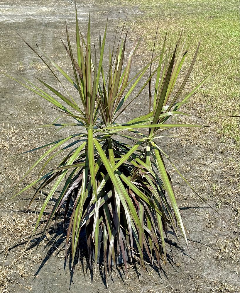 dracaena-marginata-colorama-madagascar-dragon-tree