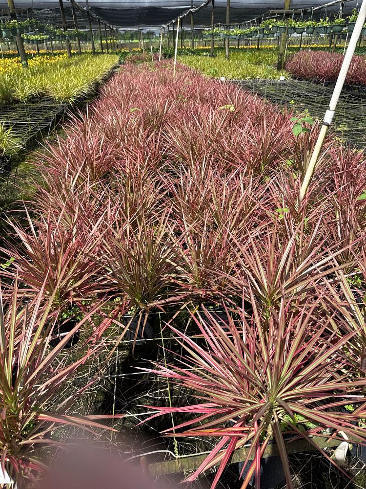 dracaena-marginata-colorama-madagascar-dragon-tree