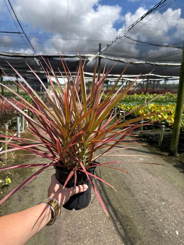 dracaena-marginata-colorama-madagascar-dragon-tree