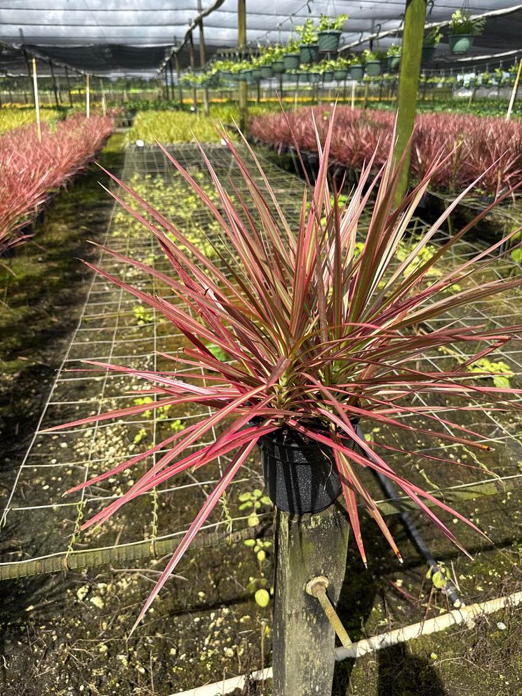 dracaena-marginata-colorama-madagascar-dragon-tree