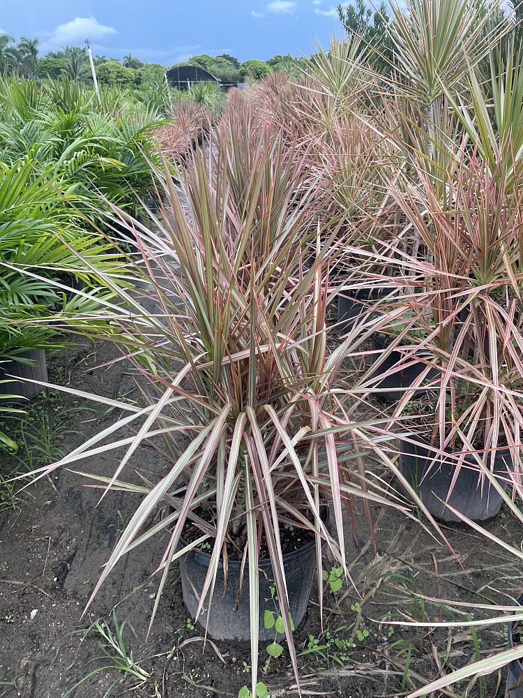 dracaena-marginata-colorama-madagascar-dragon-tree