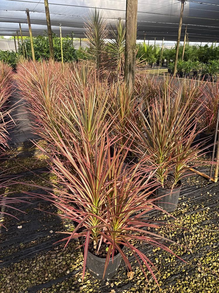dracaena-marginata-colorama-madagascar-dragon-tree