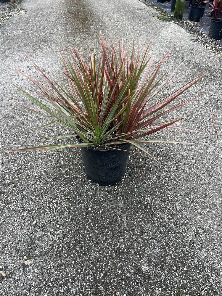 dracaena-marginata-colorama-madagascar-dragon-tree