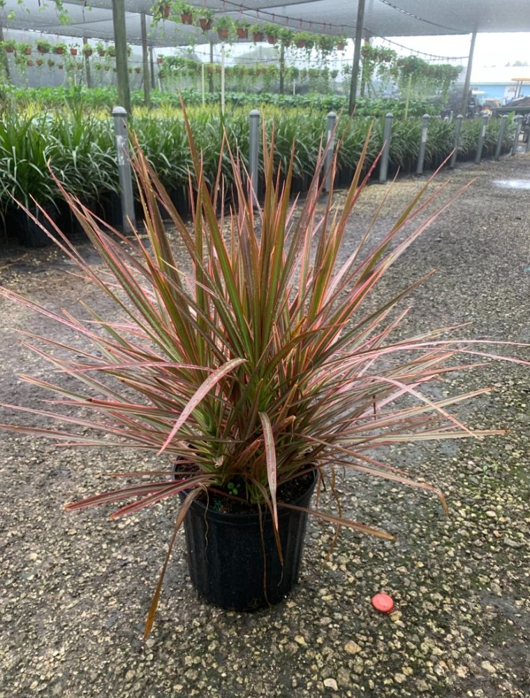 dracaena-marginata-colorama-madagascar-dragon-tree
