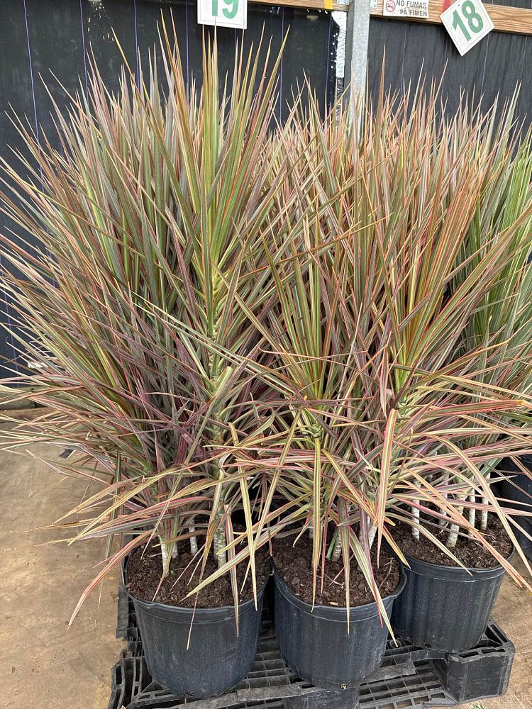 dracaena-marginata-colorama-madagascar-dragon-tree