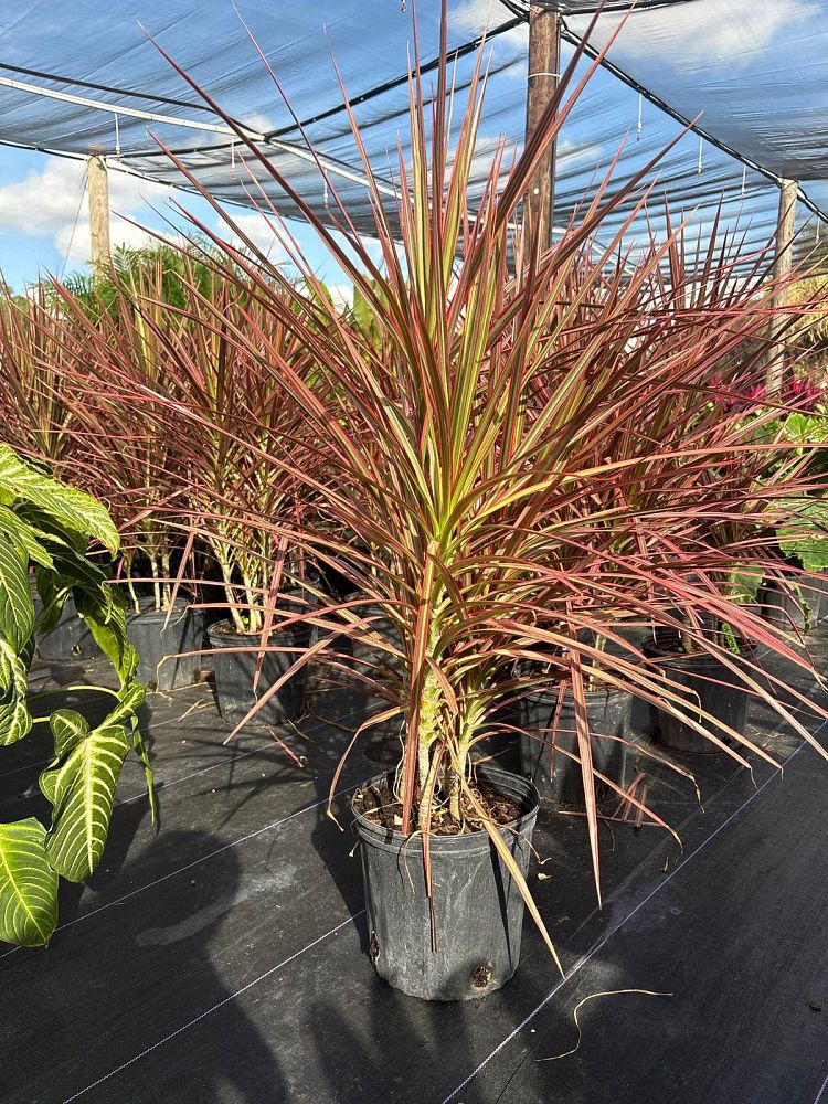 dracaena-marginata-colorama-madagascar-dragon-tree