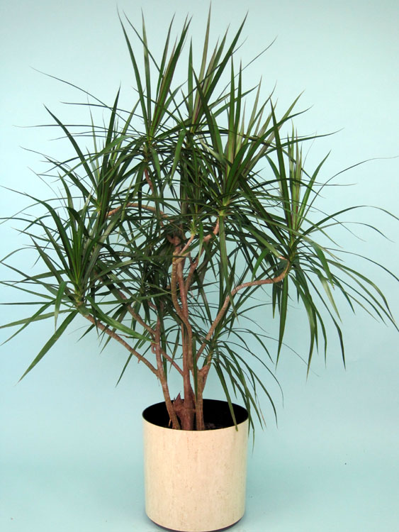 dracaena-marginata-exotic-madagascar-dragon-tree