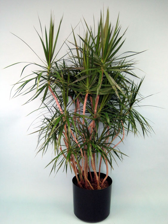 dracaena-marginata-exotic-madagascar-dragon-tree