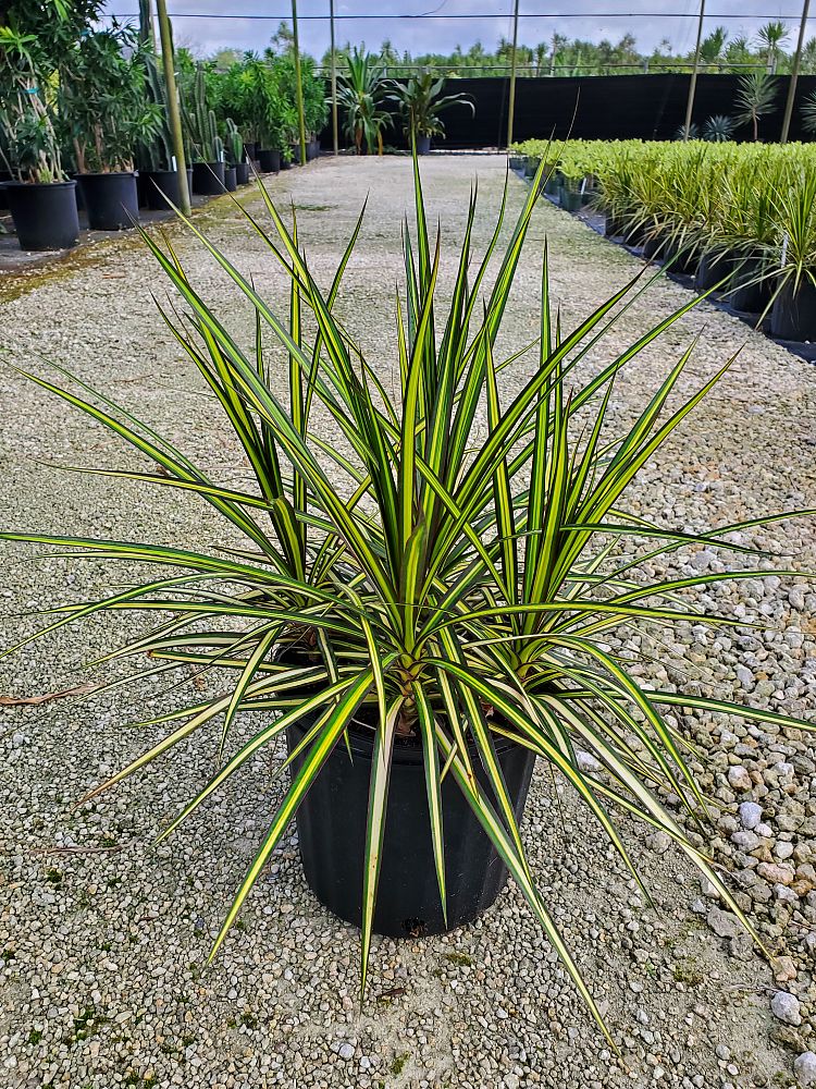dracaena-marginata-kiwi-kiwi-dragon-tree