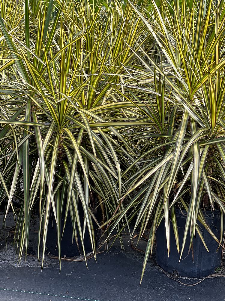 dracaena-marginata-kiwi-kiwi-dragon-tree