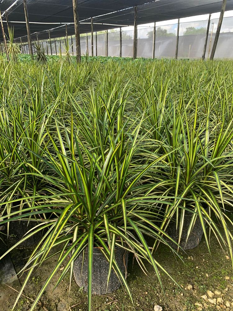 dracaena-marginata-kiwi-kiwi-dragon-tree